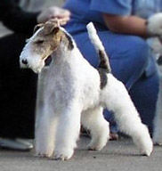 CACIB