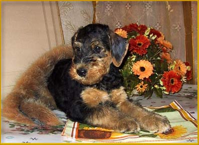 Airedale-pup