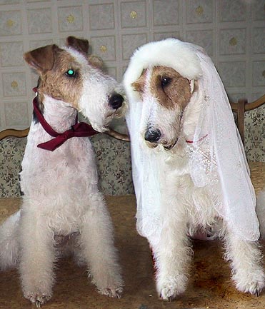 wedding photo