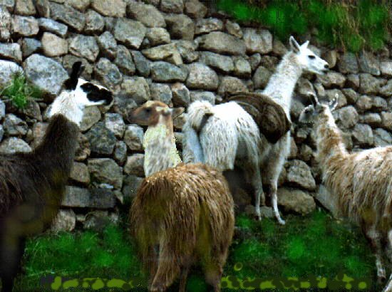 llamas.jpg (66700 bytes)