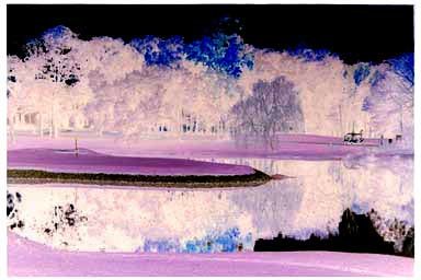 Oyster Bay Negative