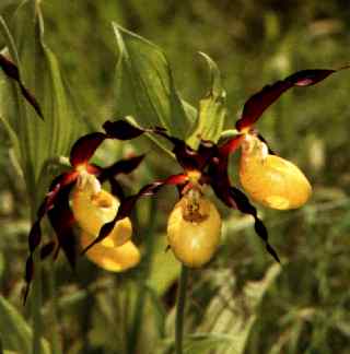 Botanische Rarit&auml;t ....die Orchidee "Frauenschuh"