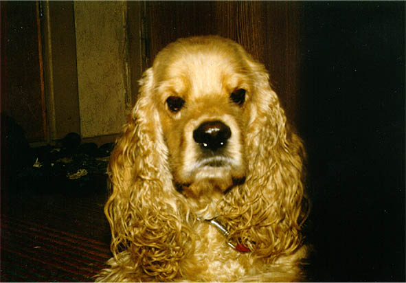 Filya