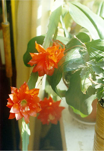 cactus