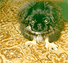 Pusya