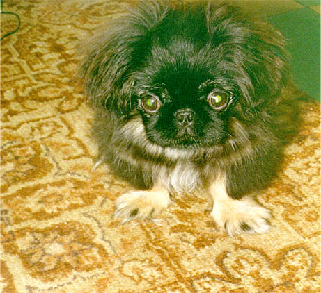 Pusya