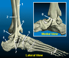 ankleall.gif (21440 bytes)