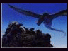 Dragon Image Galleries