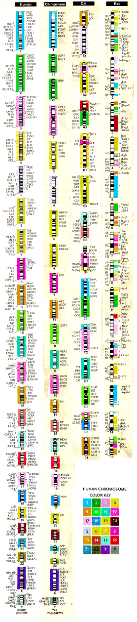 compare chromosomes