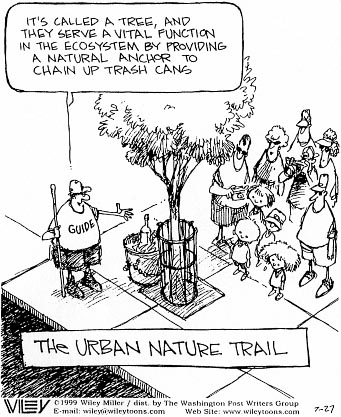 Wiley tree cartoon
