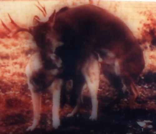 deer+dog