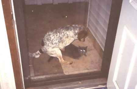 dog+cat