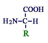F�rmula general- Si R=H, tenemos glicina, si R= CH3, tenemos alanina