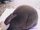 /user/pig4.jpg