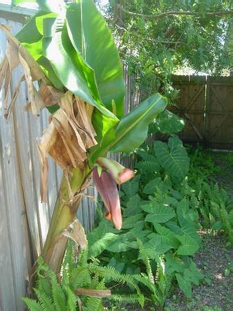 side yard