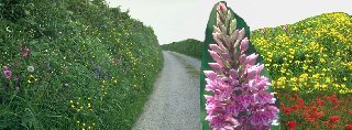 Courtesy of EastDevon.Net