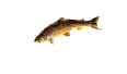 fs