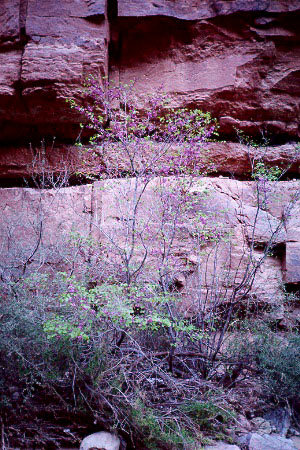 Redbud