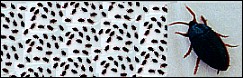 144 roaches
