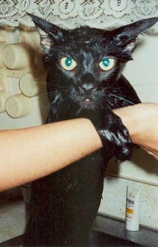 Buddie Getting a Bath