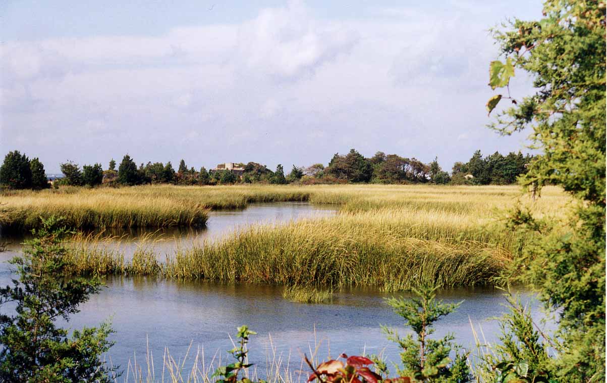 marsh_pic2.jpg (129635 bytes)