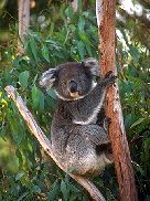 Go To Virtual Australia.com