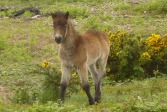 Exmoor foal on Exmoor