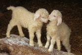 baby angora goats, Exmoor