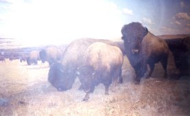 Big dead buffalo