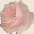 rosebtn1.gif (1765 bytes)