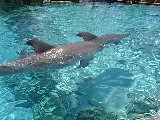 The jolly dolphins