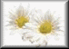 2daisys.gif (2053 bytes)