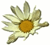 daisy3dmd.gif (3197 bytes)