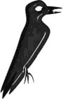 raven1.gif (3856 bytes)