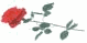 rose3side.gif (1198 bytes)