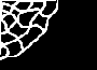 spdrwebk.gif (902 bytes)