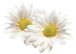 2daisy.jpg (1417 bytes)
