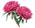 2flwrs.jpg (1937 bytes)