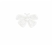bck-transbtfly2.jpg (1699 bytes)