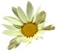 daisy.jpg (2171 bytes)