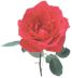 rose1.jpg (1906 bytes)