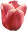 tulip.jpg (1794 bytes)