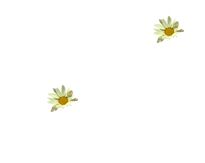 wlpr-daisy1.jpg (1843 bytes)