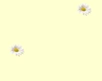 wlpr-daisy2.jpg (1593 bytes)