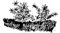 bsh-mj.gif (5240 bytes)