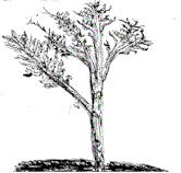 tre-mj.gif (4804 bytes)