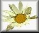 dais-pln.gif (2562 bytes)