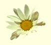 daisy-ylwbk.jpg (2153 bytes)