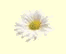 daisy1x.gif (997 bytes)