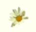 daisy3x.gif (1342 bytes)